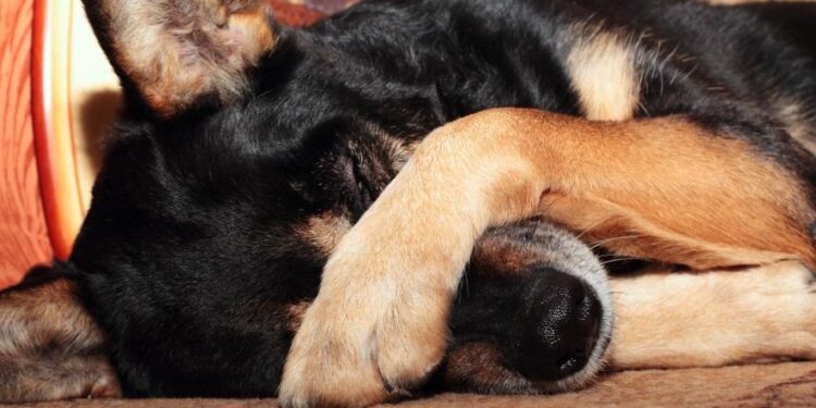 ¿Los perritos pueden ver fantasmas? Esto dice la ciencia