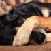 ¿Los perritos pueden ver fantasmas? Esto dice la ciencia