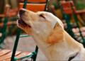 ¿Por qué los perritos aúllan y qué significa?
