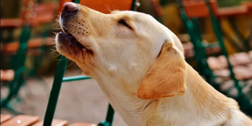 ¿Por qué los perritos aúllan y qué significa?