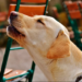 ¿Por qué los perritos aúllan y qué significa?