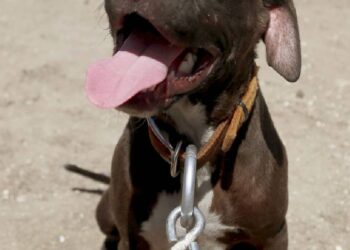 Perrito pitbull muerde brazo de un ratero… ¡y lo quieren sacrificar!