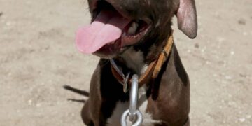 Perrito pitbull muerde brazo de un ratero… ¡y lo quieren sacrificar!