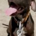 Perrito pitbull muerde brazo de un ratero… ¡y lo quieren sacrificar!