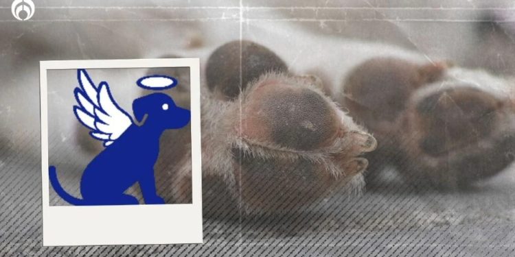 Perritos: ¿cuánto cuesta una cremación y qué servicios funerarios hay para ellos?