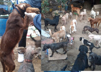 FOTOS| Rescataron a más de cien perros maltratados en un predio en CDMX