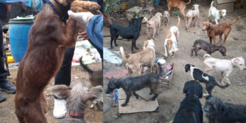 FOTOS| Rescataron a más de cien perros maltratados en un predio en CDMX