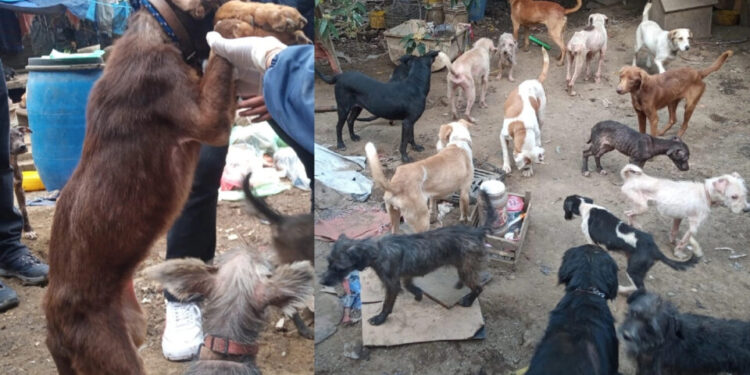 FOTOS| Rescataron a más de cien perros maltratados en un predio en CDMX