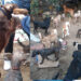 FOTOS| Rescataron a más de cien perros maltratados en un predio en CDMX