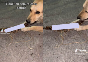VIDEO: ¿Qué tan seguro es Ecatepec? Captan a perro masticando columna vertebral