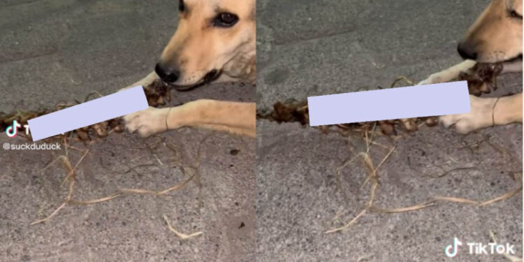 VIDEO: ¿Qué tan seguro es Ecatepec? Captan a perro masticando columna vertebral