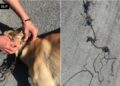 Fiscalía investiga caso de maltrato animal en Rioverde