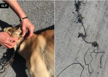 Fiscalía investiga caso de maltrato animal en Rioverde