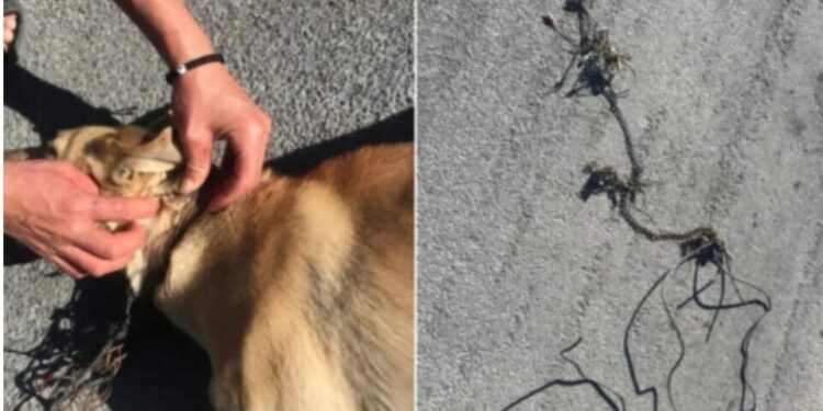 Fiscalía investiga caso de maltrato animal en Rioverde