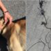 Fiscalía investiga caso de maltrato animal en Rioverde