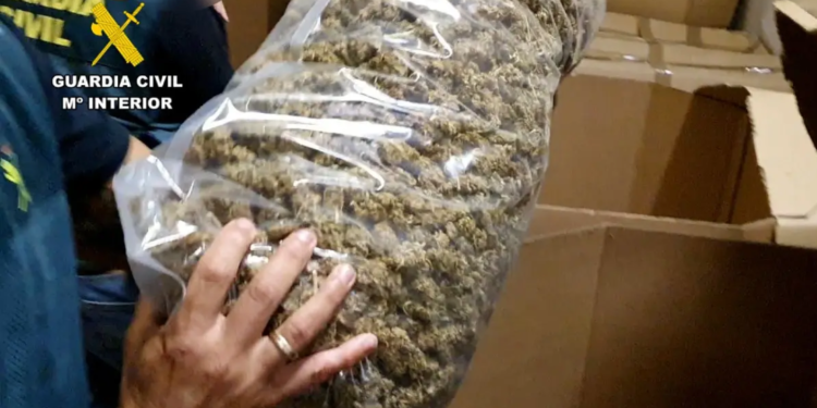 Policía decomisa 32,3 toneladas de marihuana en España, la mayor cantidad en la historia
