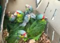 Loros, de la especie más amenazada en la Huasteca Potosina por la venta ilegal