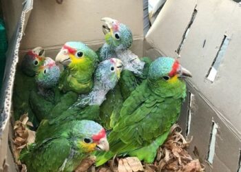 Loros, de la especie más amenazada en la Huasteca Potosina por la venta ilegal
