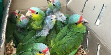 Loros, de la especie más amenazada en la Huasteca Potosina por la venta ilegal