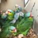 Loros, de la especie más amenazada en la Huasteca Potosina por la venta ilegal