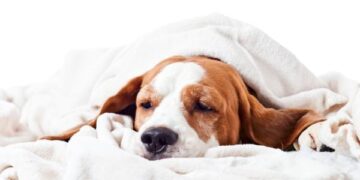 5 señales que indican que mi perrito podría estar desnutrido