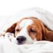 5 señales que indican que mi perrito podría estar desnutrido
