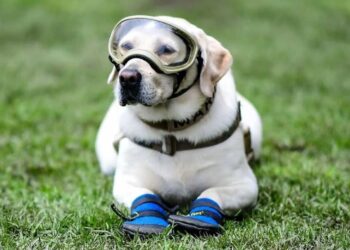 Muere Frida, la perrita rescatista de la Marina