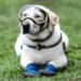 Muere Frida, la perrita rescatista de la Marina