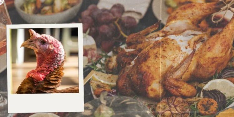 Acción de Gracias 2022: ¿Por qué el pavo es el plato principal del Thanksgiving day?