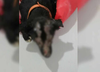 La perrita que podría quedar ciega por amor a su dueña