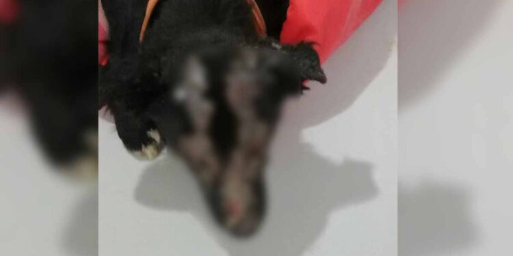 La perrita que podría quedar ciega por amor a su dueña