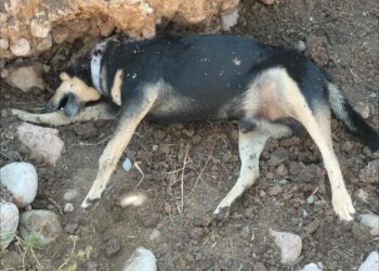 Exigen cárcel para responsables de asesinato de animales