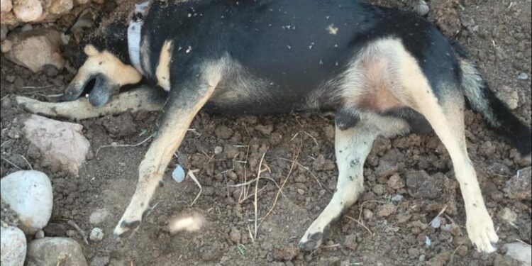 Exigen cárcel para responsables de asesinato de animales