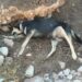 Exigen cárcel para responsables de asesinato de animales