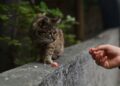 Un murciélago y un gato: 4 casos graves de rabia humana acechan a México