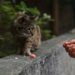 Un murciélago y un gato: 4 casos graves de rabia humana acechan a México