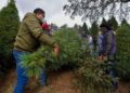 Árbol de Navidad: 3 razones por las que sí es bueno cortarlo para ayudar a los bosques