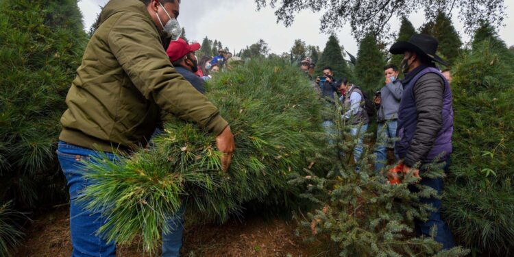 Árbol de Navidad: 3 razones por las que sí es bueno cortarlo para ayudar a los bosques