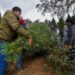 Árbol de Navidad: 3 razones por las que sí es bueno cortarlo para ayudar a los bosques