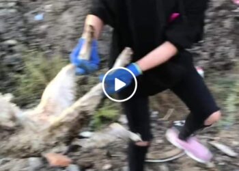 Fiscalía investiga muerte de 15 canes, dos felinos y un ejemplar silvestre
