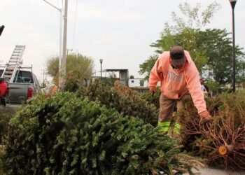 Instalarán centros de acopio para la recolección de árboles navideños