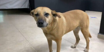 ¡El “Güero” tendrá justicia! Vinculan a proceso a mujer que arrastró a perro amarrado a motocicleta en SLP