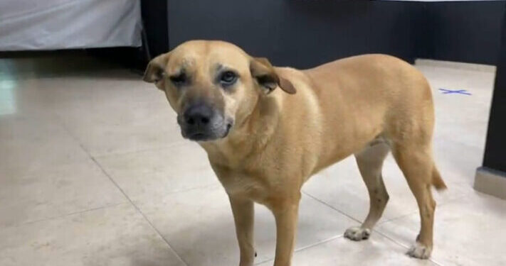 ¡El “Güero” tendrá justicia! Vinculan a proceso a mujer que arrastró a perro amarrado a motocicleta en SLP