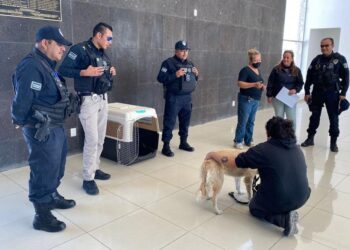 Perrita que fue rescatada de señalética regresó con su familia