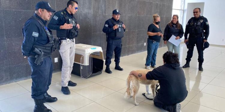 Perrita que fue rescatada de señalética regresó con su familia