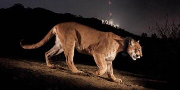 Muerte de un popular puma de EEUU llama a dar espacio a la vida silvestre