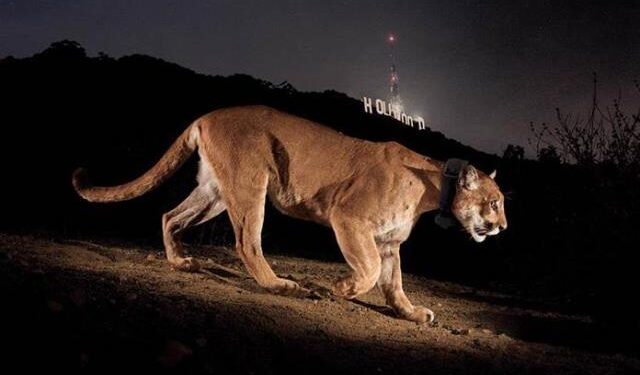 Muerte de un popular puma de EEUU llama a dar espacio a la vida silvestre