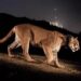 Muerte de un popular puma de EEUU llama a dar espacio a la vida silvestre