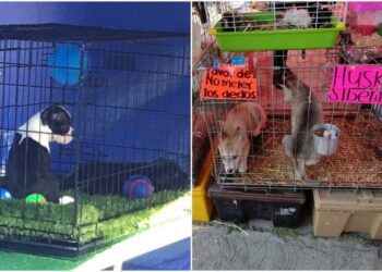 En vísperas de Navidad, aumenta la venta de perritos en el tianguis de Las Vías