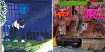 En vísperas de Navidad, aumenta la venta de perritos en el tianguis de Las Vías